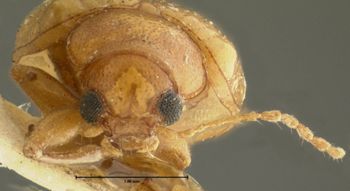 Media type: image;   Entomology 5061 Aspect: head frontal view